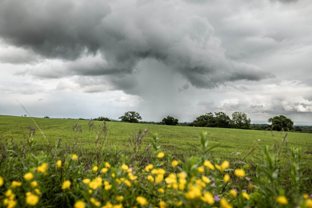 Wide-angle photo of a green field under a dramatic sky, with a downpour clearly visible in the distance and yellow wildflowers in the foreground.