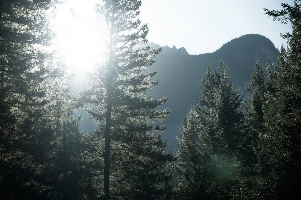 Sunlight shining through tall evergreen trees with a misty blue mountain backdrop in a quiet woodland setting.