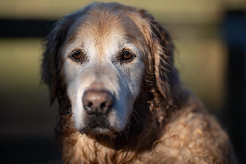 Close portrait of a wet Golden Retriever’s face in golden light, capturing the intensity of its amber eyes.